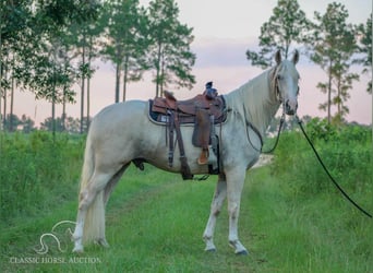 Tennessee walking horse, Hongre, 5 Ans, 152 cm, Palomino