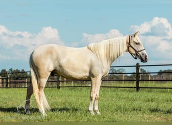 Tennessee walking horse, Hongre, 5 Ans, 152 cm, Palomino