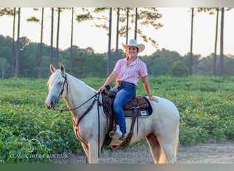 Tennessee walking horse, Hongre, 5 Ans, 152 cm, Palomino