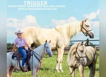 Tennessee walking horse, Hongre, 5 Ans, 152 cm, Palomino