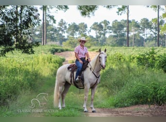Tennessee walking horse, Hongre, 5 Ans, 152 cm, Palomino