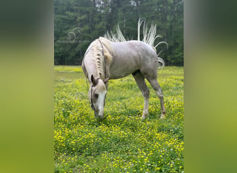 Tennessee walking horse, Hongre, 5 Ans, 152 cm, Sabino