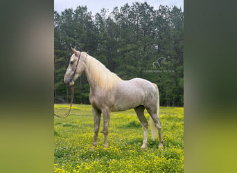 Tennessee walking horse, Hongre, 5 Ans, 152 cm, Sabino