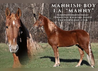 Tennessee walking horse, Hongre, 5 Ans, 163 cm, Alezan cuivré
