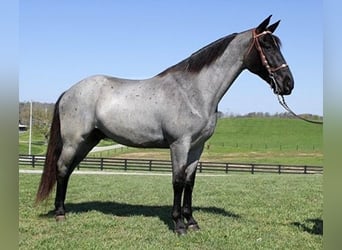 Tennessee walking horse, Hongre, 5 Ans, 163 cm, Rouan Bleu