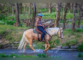 Tennessee walking horse, Hongre, 5 Ans, Palomino