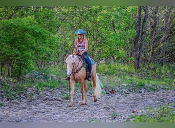 Tennessee walking horse, Hongre, 5 Ans, Palomino