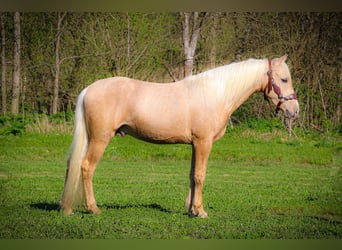 Tennessee walking horse, Hongre, 5 Ans, Palomino