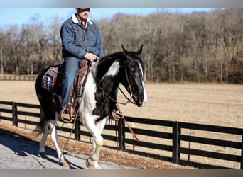 Tennessee walking horse, Hongre, 5 Ans, Tobiano-toutes couleurs