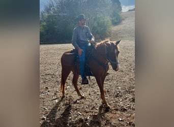 Tennessee walking horse, Hongre, 6 Ans, 142 cm, Alezan brûlé
