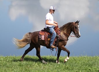 Tennessee walking horse, Hongre, 6 Ans, 142 cm, Bai clair