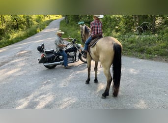 Tennessee walking horse, Hongre, 6 Ans, 142 cm, Buckskin