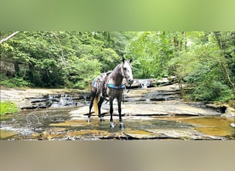 Tennessee walking horse, Hongre, 6 Ans, 142 cm, Gris