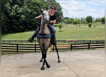 Tennessee walking horse, Hongre, 6 Ans, 142 cm, Gris