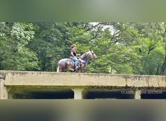 Tennessee walking horse, Hongre, 6 Ans, 142 cm, Gris