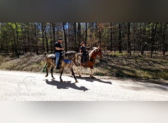 Tennessee walking horse, Hongre, 6 Ans, 142 cm, Gris