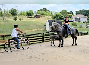 Tennessee walking horse, Hongre, 6 Ans, 142 cm, Gris