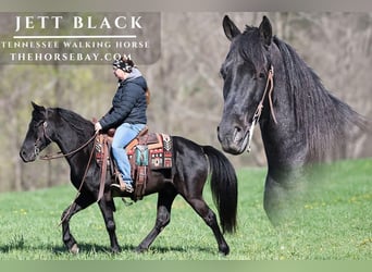 Tennessee walking horse, Hongre, 6 Ans, 142 cm, Noir
