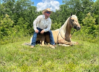 Tennessee walking horse, Hongre, 6 Ans, 147 cm, Alezan brûlé