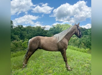 Tennessee walking horse, Hongre, 6 Ans, 147 cm, Alezan brûlé