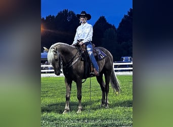 Tennessee walking horse, Hongre, 6 Ans, 147 cm, Alezan brûlé