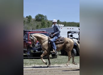 Tennessee walking horse, Hongre, 6 Ans, 147 cm, Alezan brûlé