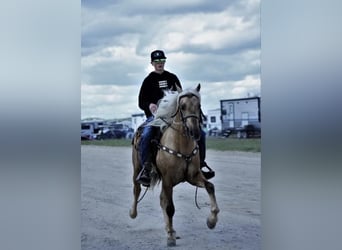 Tennessee walking horse, Hongre, 6 Ans, 147 cm, Alezan brûlé