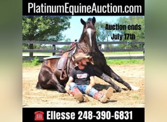 Tennessee walking horse, Hongre, 6 Ans, 147 cm, Rouan Bleu
