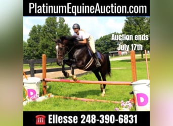 Tennessee walking horse, Hongre, 6 Ans, 147 cm, Rouan Bleu