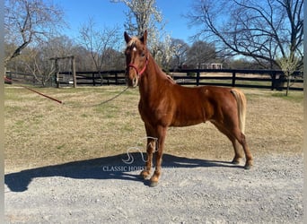 Tennessee walking horse, Hongre, 6 Ans, 152 cm, Alezan cuivré