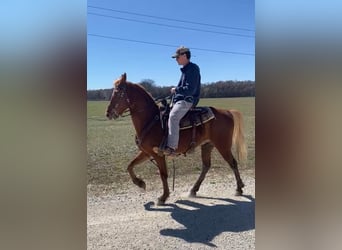 Tennessee walking horse, Hongre, 6 Ans, 152 cm, Alezan cuivré