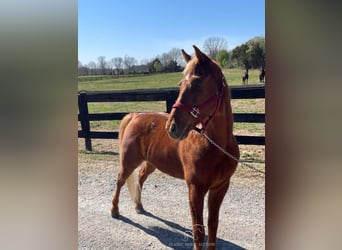 Tennessee walking horse, Hongre, 6 Ans, 152 cm, Alezan cuivré