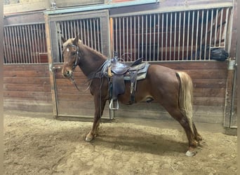 Tennessee walking horse, Hongre, 6 Ans, 152 cm, Alezan cuivré