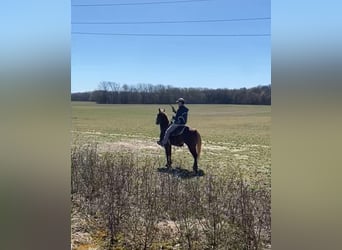 Tennessee walking horse, Hongre, 6 Ans, 152 cm, Alezan cuivré