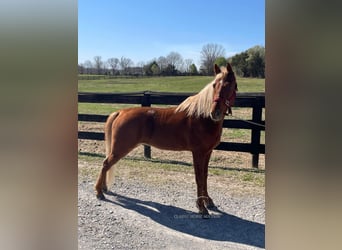Tennessee walking horse, Hongre, 6 Ans, 152 cm, Alezan cuivré