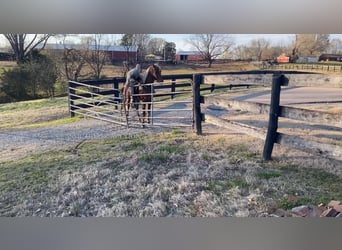 Tennessee walking horse, Hongre, 6 Ans, 152 cm, Alezan cuivré