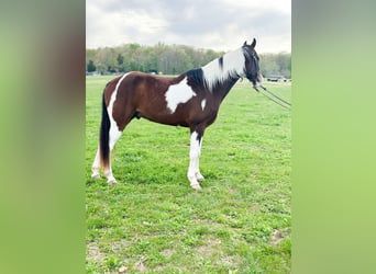 Tennessee walking horse, Hongre, 6 Ans, 152 cm, Bai cerise