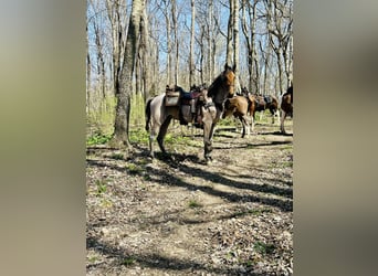 Tennessee walking horse, Hongre, 6 Ans, 152 cm, Bai cerise