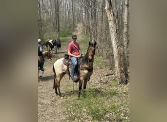 Tennessee walking horse, Hongre, 6 Ans, 152 cm, Bai cerise