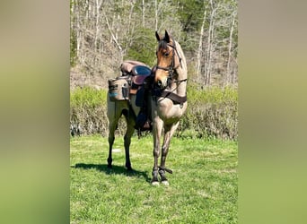 Tennessee walking horse, Hongre, 6 Ans, 152 cm, Bai cerise