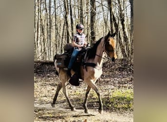 Tennessee walking horse, Hongre, 6 Ans, 152 cm, Bai cerise