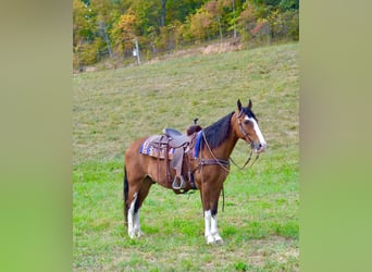 Tennessee walking horse, Hongre, 6 Ans, 152 cm, Bai cerise