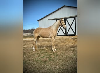 Tennessee walking horse, Hongre, 6 Ans, 152 cm, Champagne