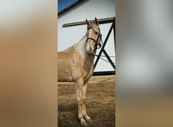 Tennessee walking horse, Hongre, 6 Ans, 152 cm, Champagne