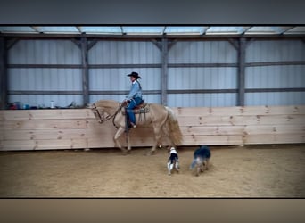 Tennessee walking horse, Hongre, 6 Ans, 152 cm, Champagne