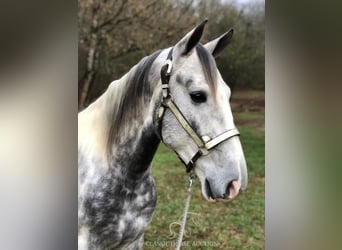 Tennessee walking horse, Hongre, 6 Ans, 152 cm, Gris