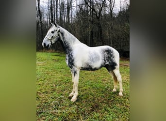 Tennessee walking horse, Hongre, 6 Ans, 152 cm, Gris