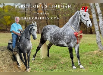 Tennessee walking horse, Hongre, 6 Ans, 152 cm, Gris