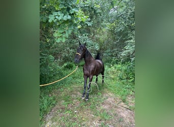 Tennessee walking horse, Hongre, 6 Ans, 152 cm, Noir
