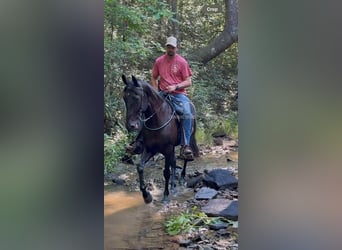 Tennessee walking horse, Hongre, 6 Ans, 152 cm, Noir